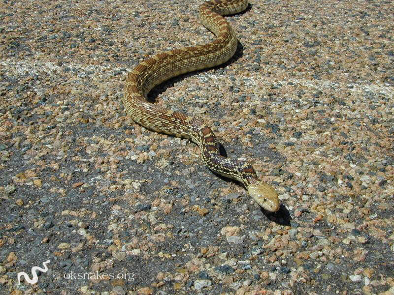 Edmond Snake Removal