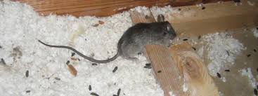 Rodent Control Services