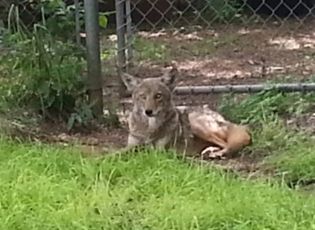Coyote In Yard