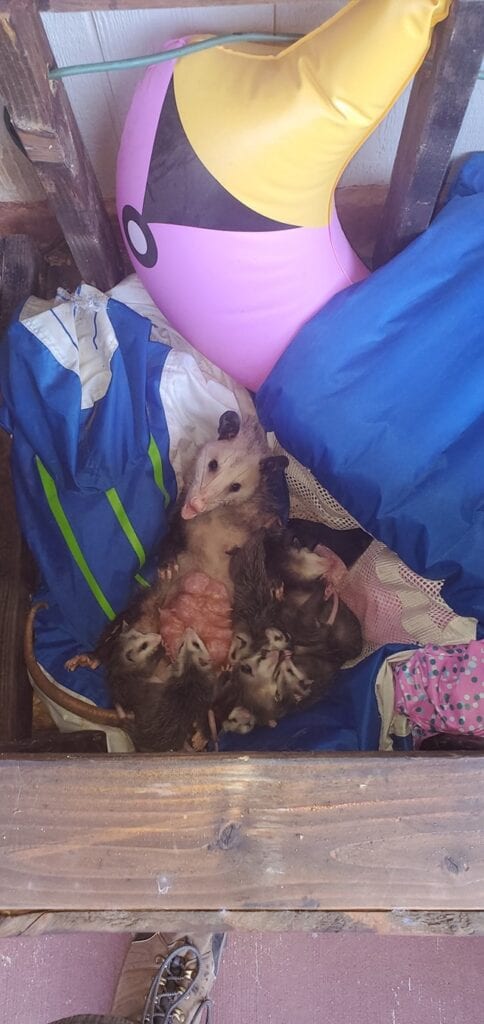 Common opossums