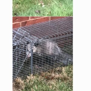 Opossum Trapping And Removal