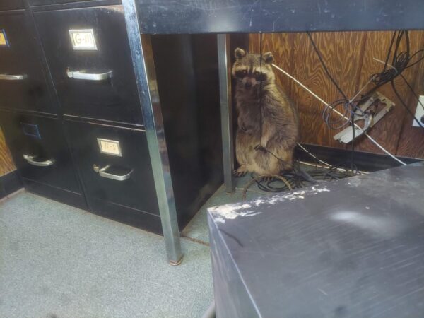 Raccoon In Office Space