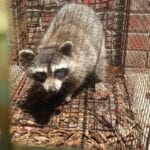 Skunk Bait Wildlife Control LLC-Raccoon Trapping And Removal Services