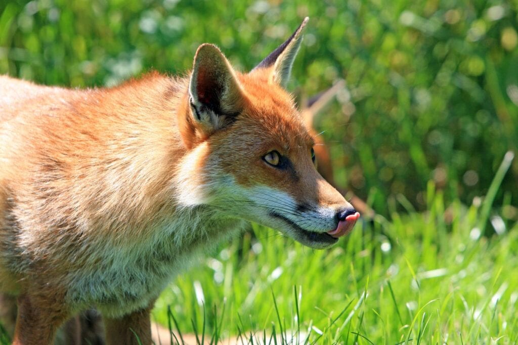 red fox licking