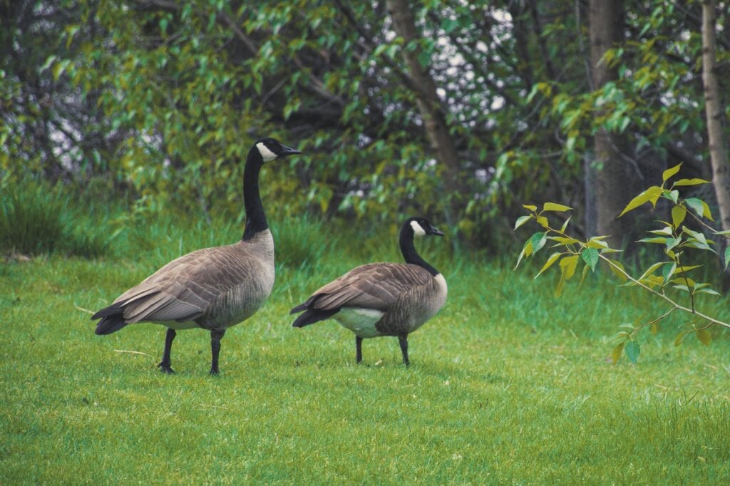Canadian Geese Control