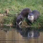 Water Trapping Services: Beaver, Otter, Muskrat, Nutria, Turtles, Snakes