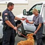 Animal Control Services