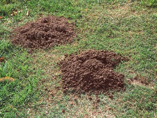 Gopher Mounds In Yard