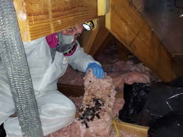 Insullation removal