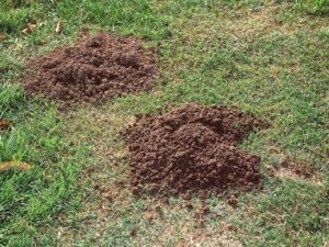 Gopher Removal Services