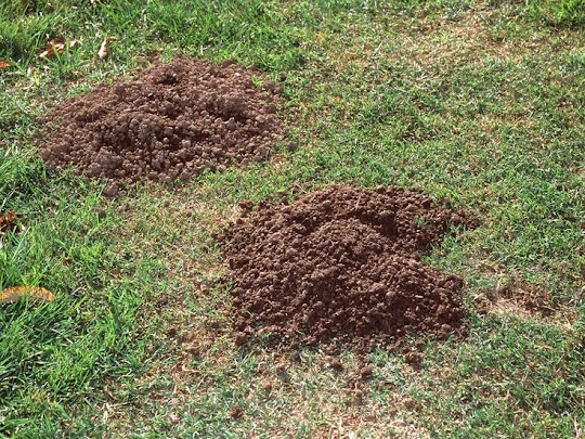 Gopher Removal Services In Edmond, Guthrie, Okc, Nichols Hills, The Village by Skunk Bait Wildlife Control LLC call 405-367-9747 to schedule services today.