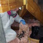 Attic Insulation Covered With Raccoon Feces