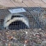Skunk Trapping