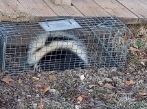 Skunk Trapping And Relocation Services- Skunk Bait Wildlife Control