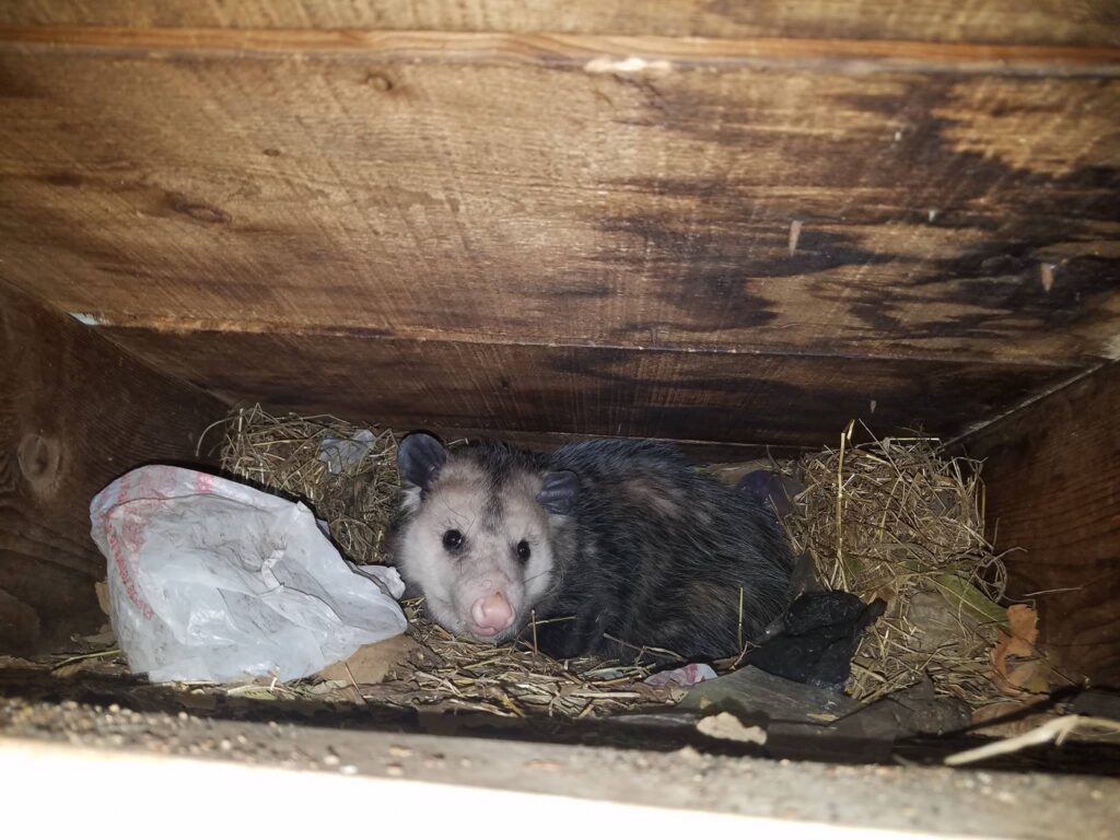 Opossum In Ceiling