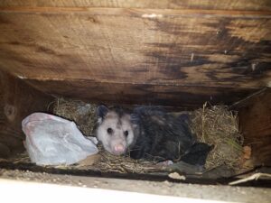 Opossum In Attic Space