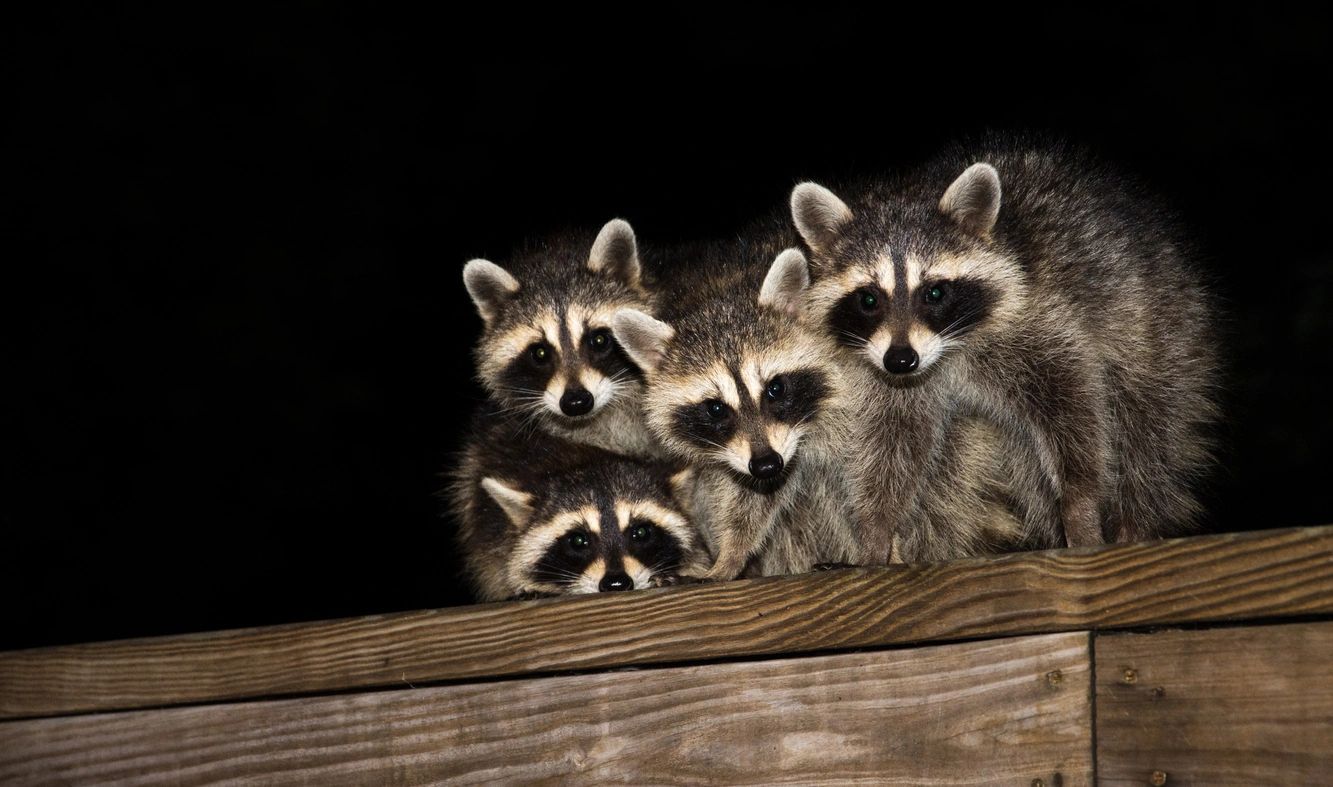 Skunk Bait Wildlife Control LLC Raccoons