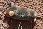 Mole And Gopher Control Services