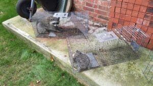 Animal Control Services in Guthrie and Edmond Oklahoma