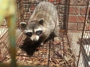 Raccoon Trapping And Removal Edmond