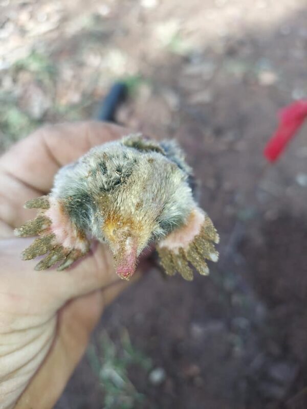 Broad Footed Mole
