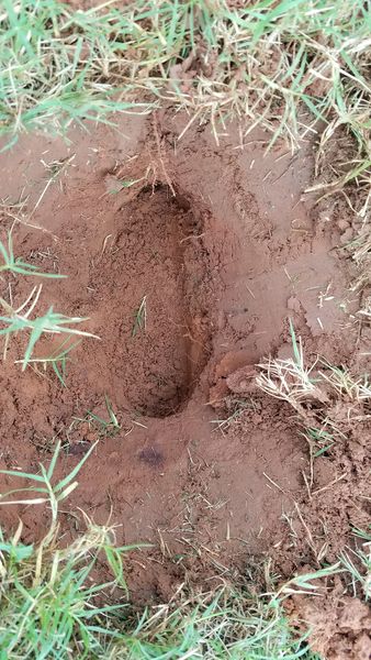 Gopher Tunnel Opened Up- Photo courtesy of Skunk Bait Wildlife Control LLC
