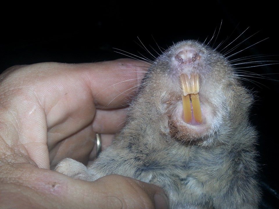 Gopher Removal Services by Skunk Bait Wildlife Control LLC in the Edmond, Guthrie, and Okc metro areas.