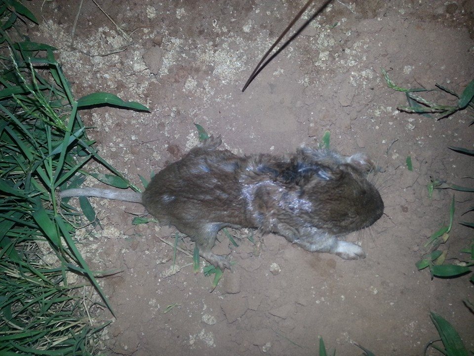 Pocket Gopher, photo credits: Skunk Bait Wildlife Control LLC