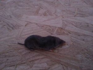 A shrew on the ground