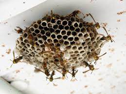 Wasp And Wasp Nest Removal Services by Skunk Bait Wildlife Control LLC