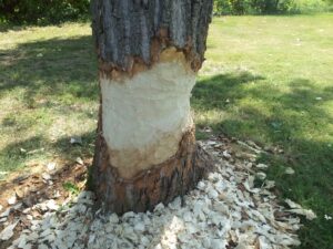 Beaver Damage To Tree