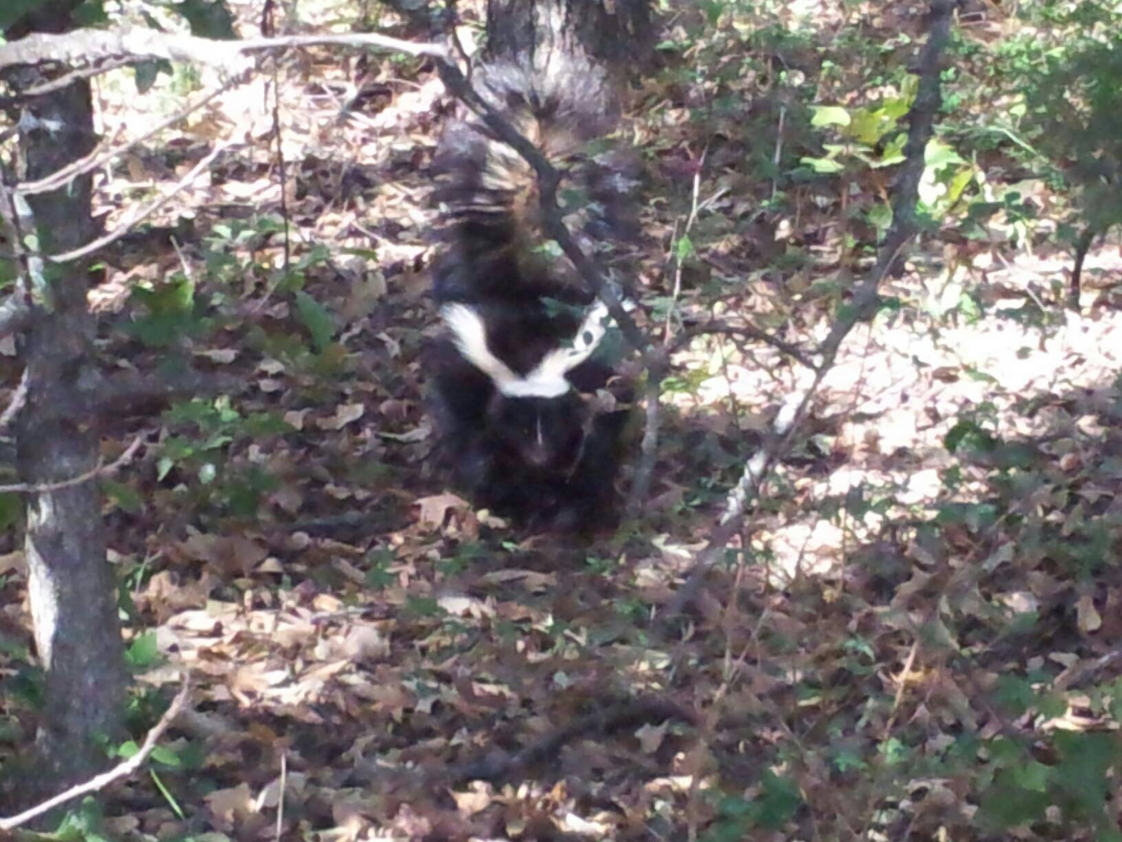 Skunk trapping and relocation services by Skunk Bait Wildlife Control LLC