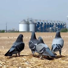 Commercial Bird Control Solutions for Oklahoma Businesses