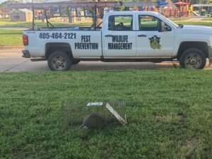 Pest And Wildlife Control Services by Skunk Bait Wildlife Control