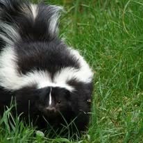 Skunk Bait Wildlife Control- Skunk Removal Services