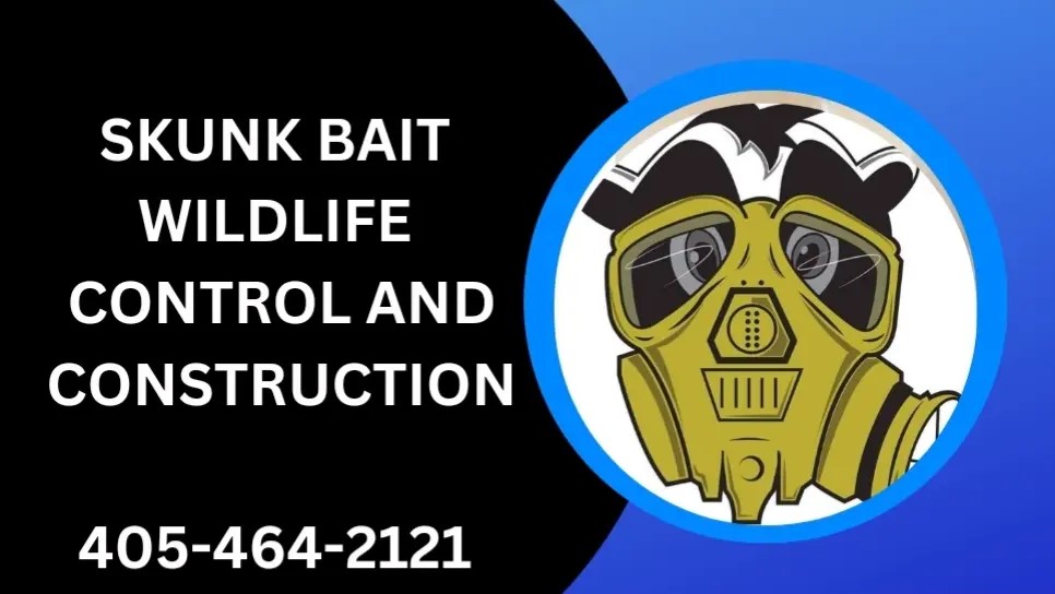 Skunk Bait Wildlife Control And Construction Your Animal Proofing Specialists In the Okc metro.