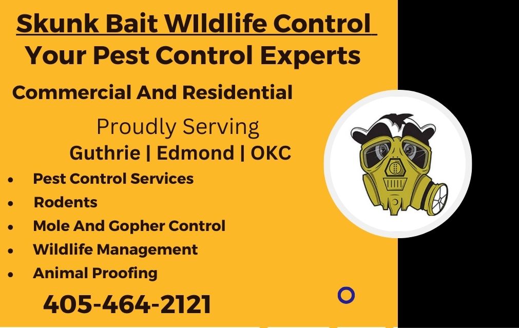 Skunk Bait Wildlife Control - Your Pest Control Experts In Okc, Edmond, Guthrie