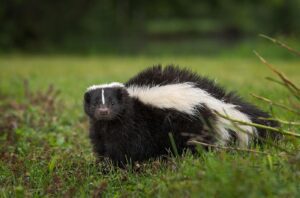 Skunk Trapping And Relocation Services By Skunk Bait Wildlife Control LLC