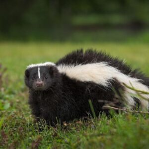 The Guide To Skunk Trapping EBook