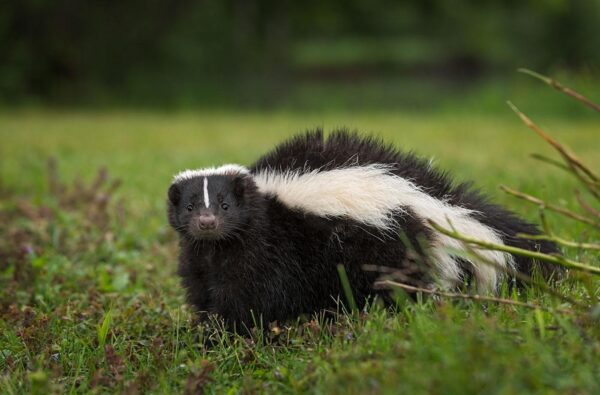 The Guide To Skunk Trapping EBook