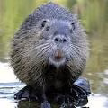 Beaver Removal Services