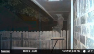 Raccoon Coming Out Of A Soffit Vent