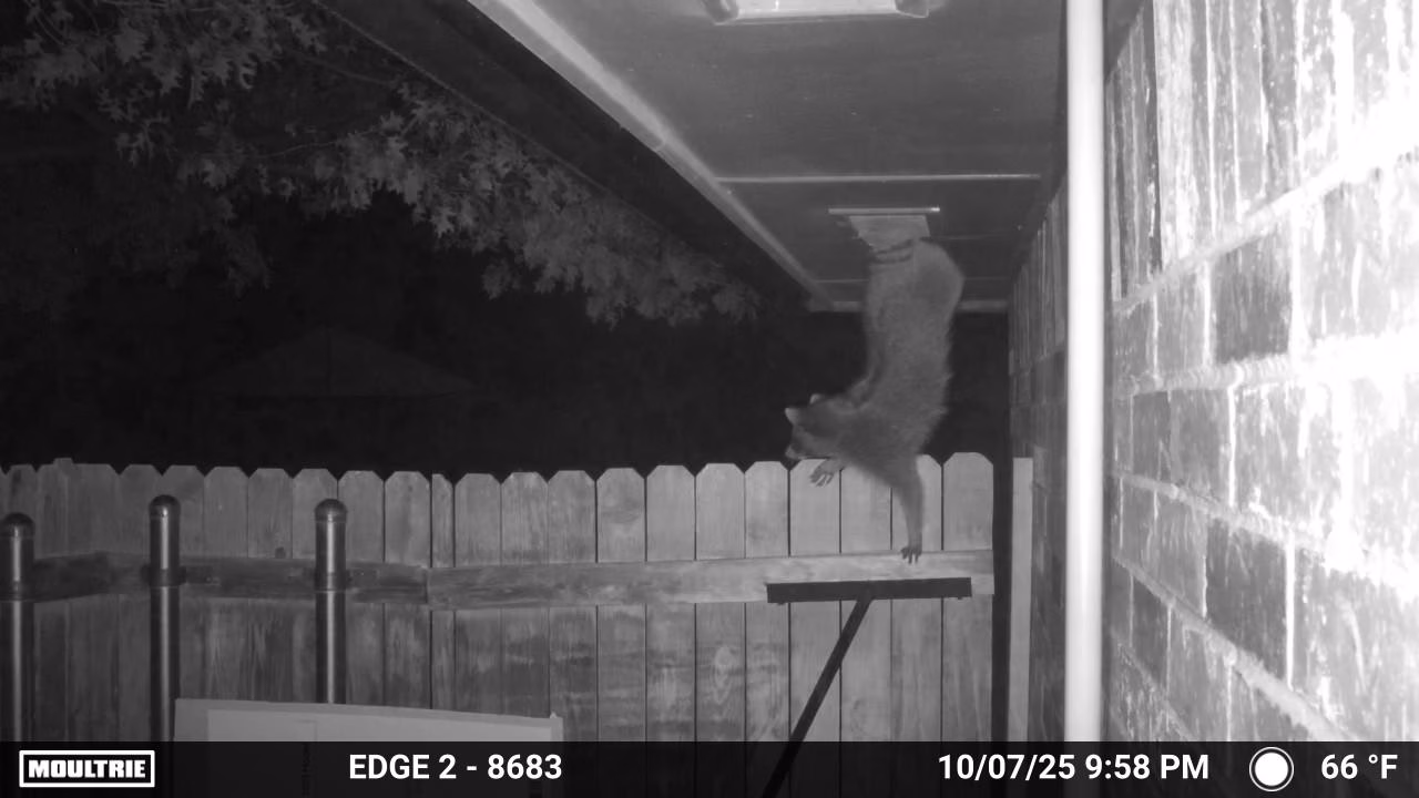 Raccoon coming out of torn soffit vent