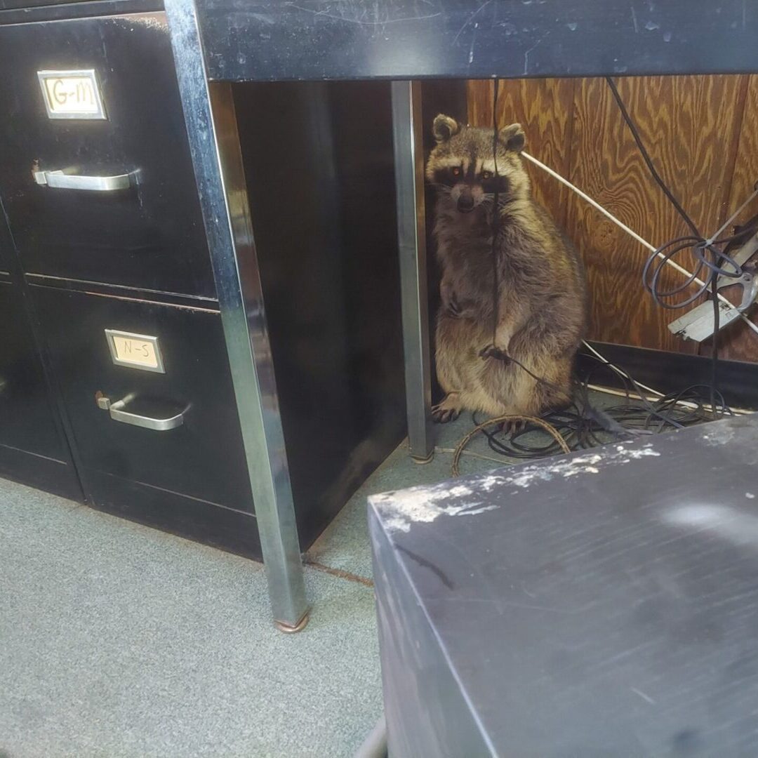 Raccoon In Office Space