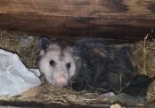 Opossum In Attic