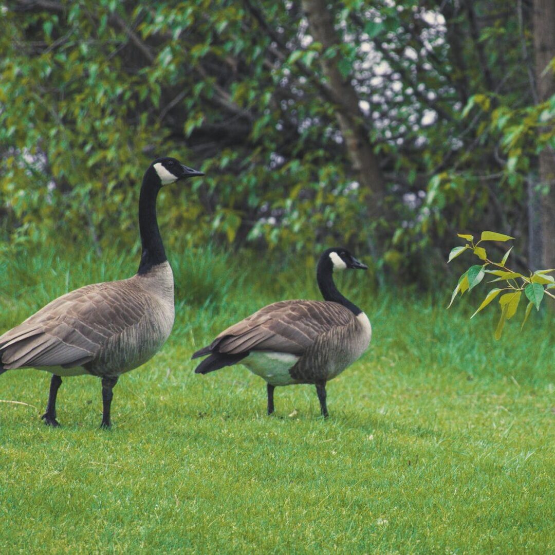 Canadian Geese Control